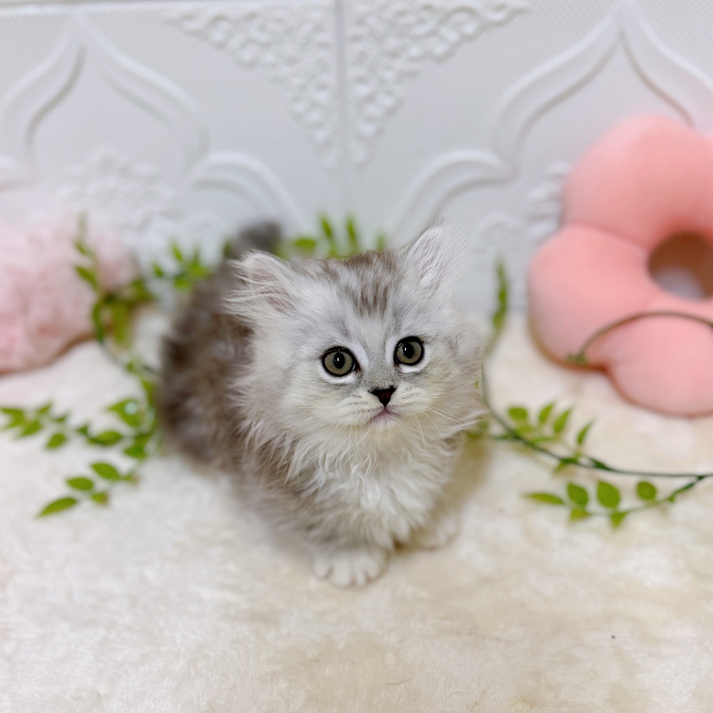 愛知県のミヌエット (犬の家＆猫の里岡崎店/2026年3月8日生まれ/男の子/シルバータビー)の子猫の3枚目の画像