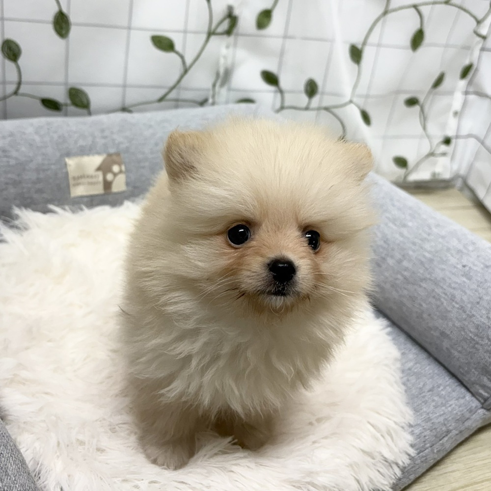長野県のポメラニアン (犬の家＆猫の里塩尻店/2026年3月8日生まれ/男の子/クリーム)の子犬の3枚目の画像