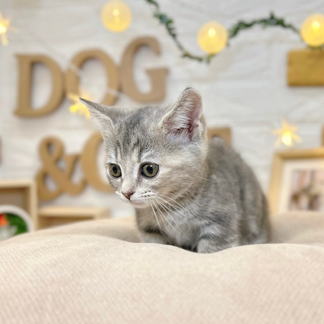 千葉県のマンチカン (犬の家＆猫の里ワンズモール稲毛店/2026年3月8日生まれ/女の子/シルバーパッチドタビー)の子猫の3枚目の画像