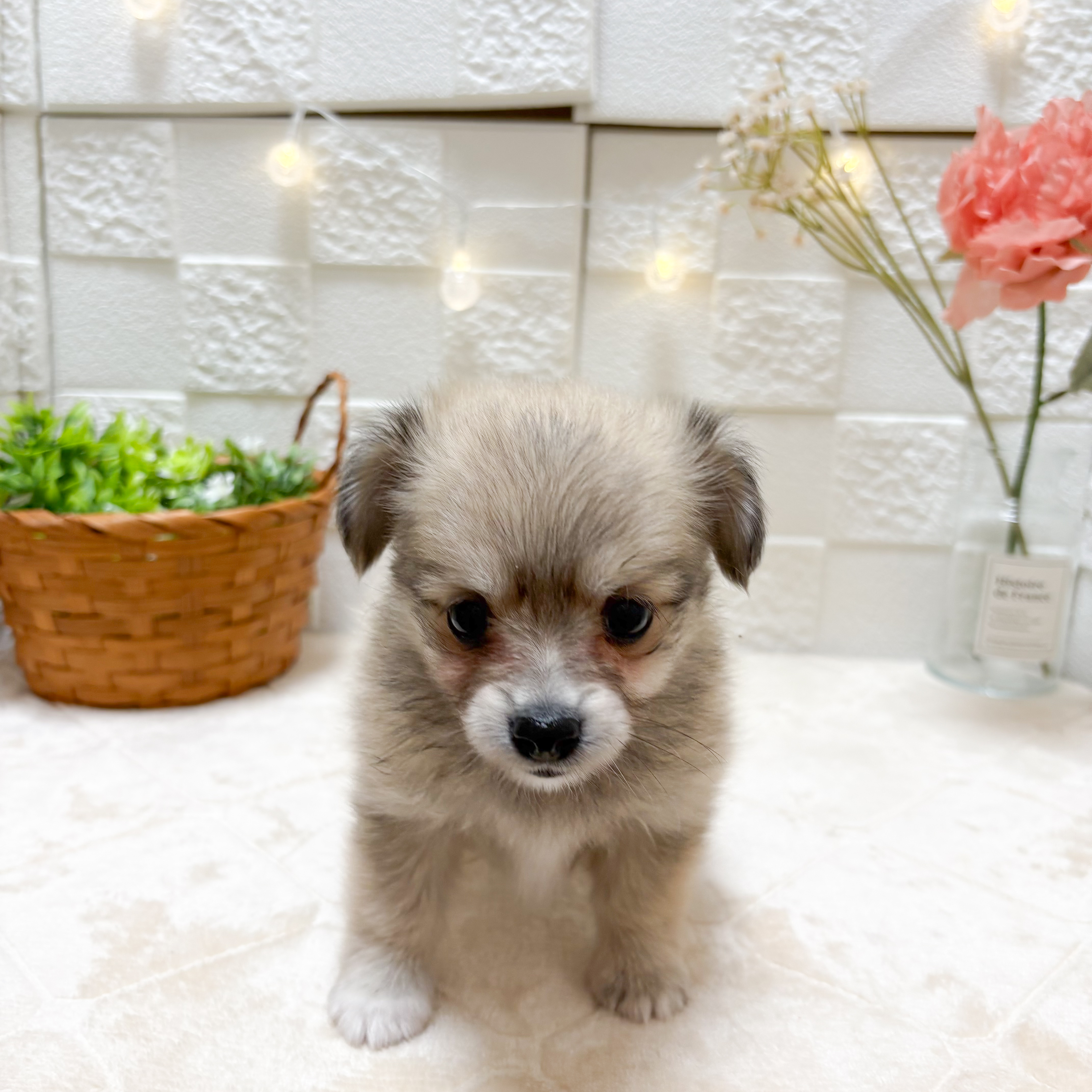 東京都のポメックス(ポメラニアン×ダックス) (犬の家＆猫の里ペットフォレスト小平店/2026年3月10日生まれ/女の子/セーブル)の子犬の3枚目の画像