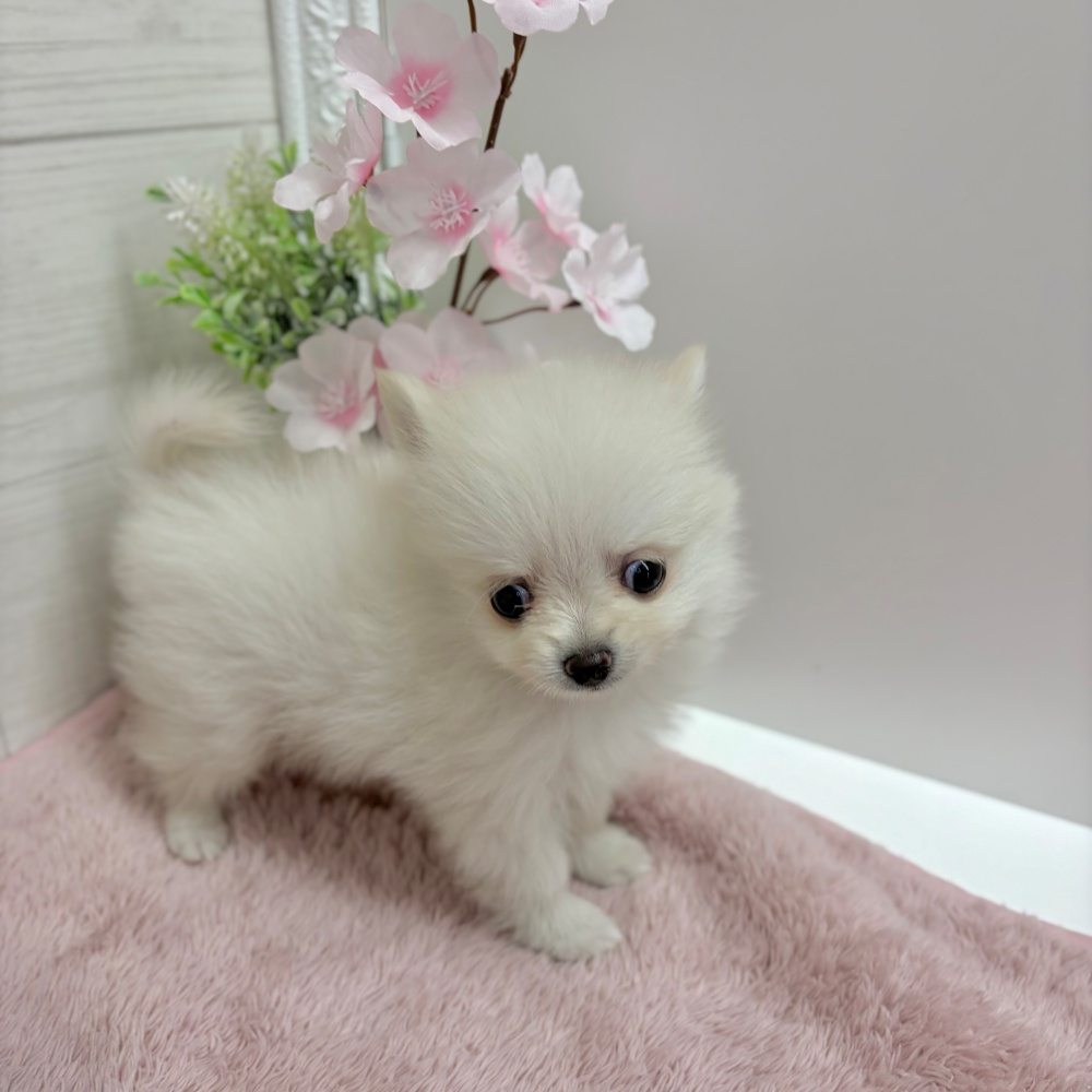 神奈川県のポメチワ/チワポメ/ポメチー(ポメラニアン×チワワ) (犬の家＆猫の里相模原店/2026年3月8日生まれ/男の子/クリーム)の子犬の3枚目の画像