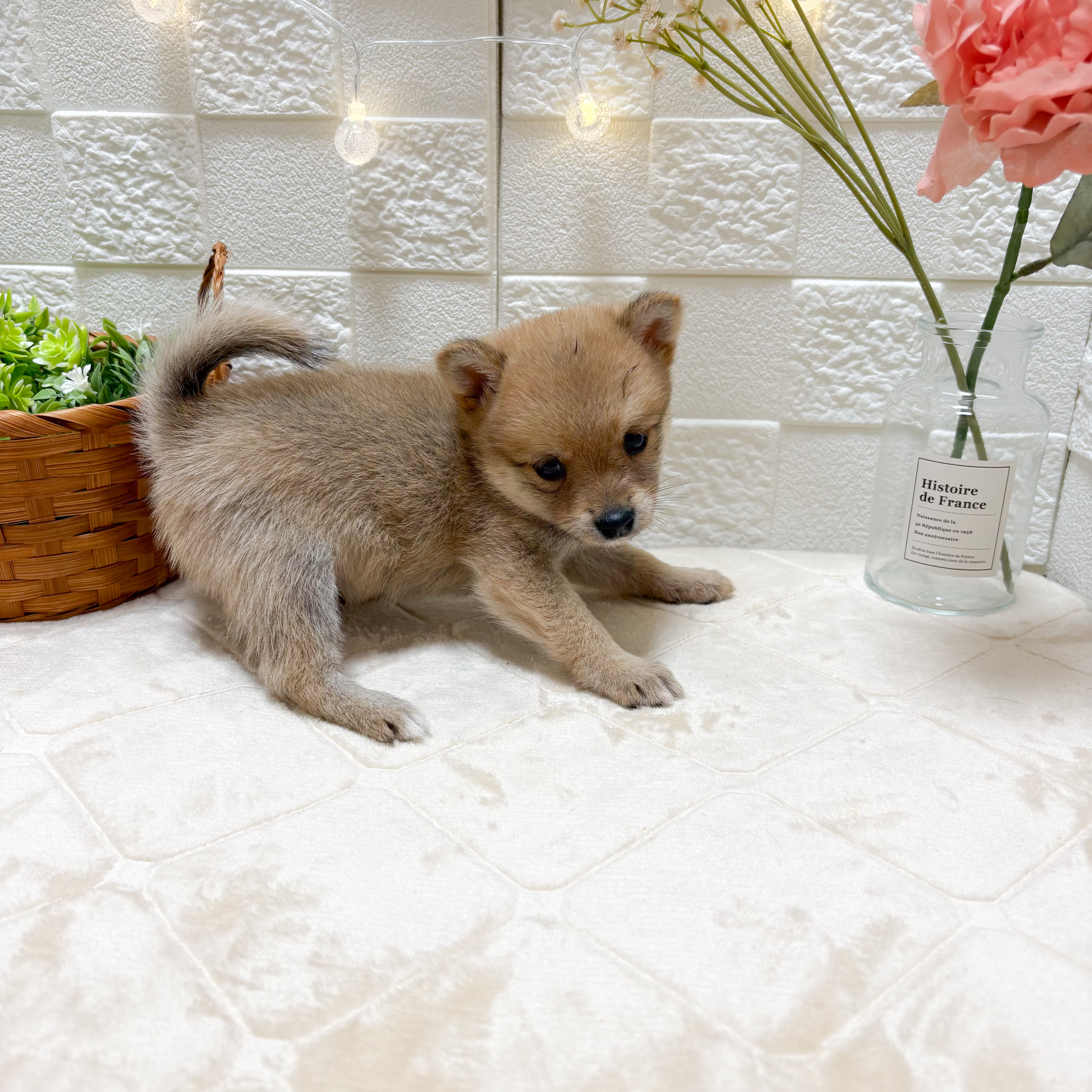 東京都のポメ柴/豆ポメ/ポメ豆柴(ポメラニアン×柴犬) (犬の家＆猫の里ペットフォレスト小平店/2026年3月10日生まれ/男の子/赤)の子犬の3枚目の画像