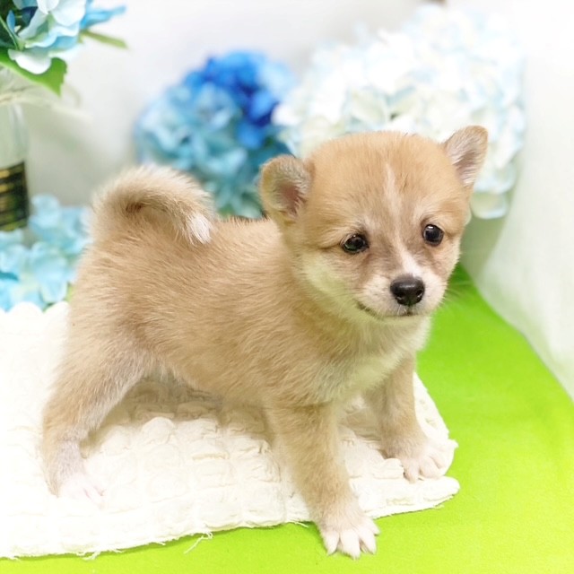 静岡県のポメ柴/豆ポメ/ポメ豆柴(ポメラニアン×柴犬) (犬の家＆猫の里藤枝店/2026年3月10日生まれ/男の子/赤)の子犬の1枚目の画像