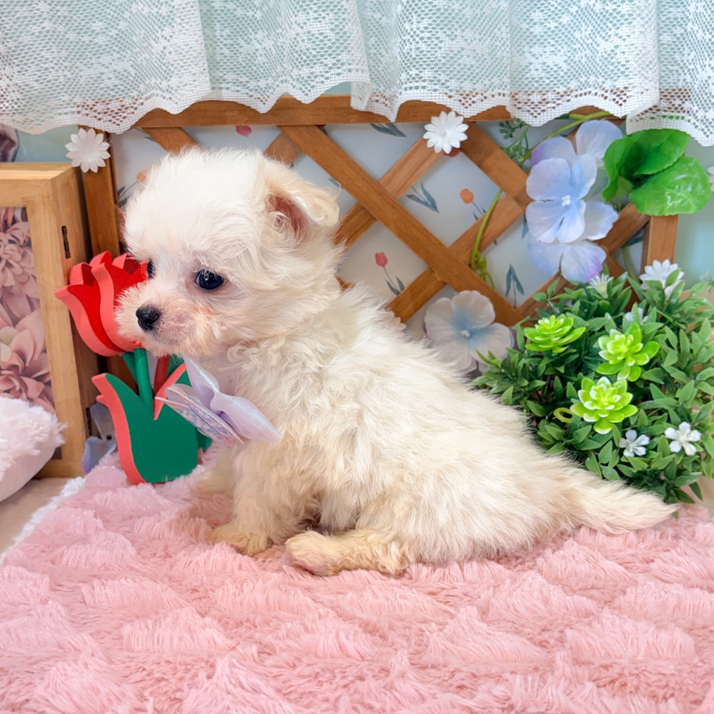 静岡県のポメマル/マルポメ(ポメラニアン×マルチーズ) (犬の家＆猫の里富士店/2026年3月8日生まれ/男の子/ホワイトクリーム)の子犬の3枚目の画像