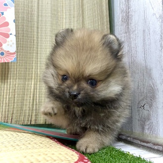 神奈川県のポメラニアン (犬の家＆猫の里小田原店/2026年3月9日生まれ/男の子/オレンジセーブル)の子犬の3枚目の画像