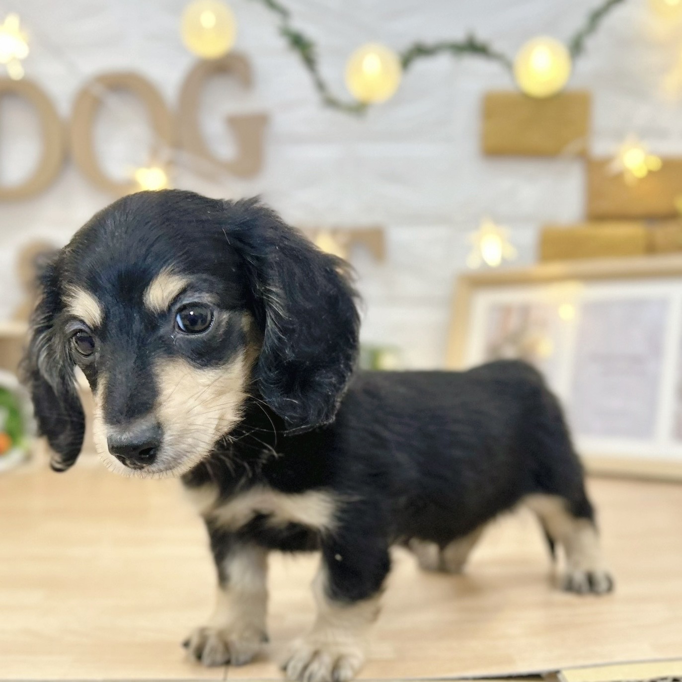 千葉県のミニチュアダックスフンド(ロング) (犬の家＆猫の里ワンズモール稲毛店/2026年3月7日生まれ/男の子/ブラックタン)の子犬の3枚目の画像