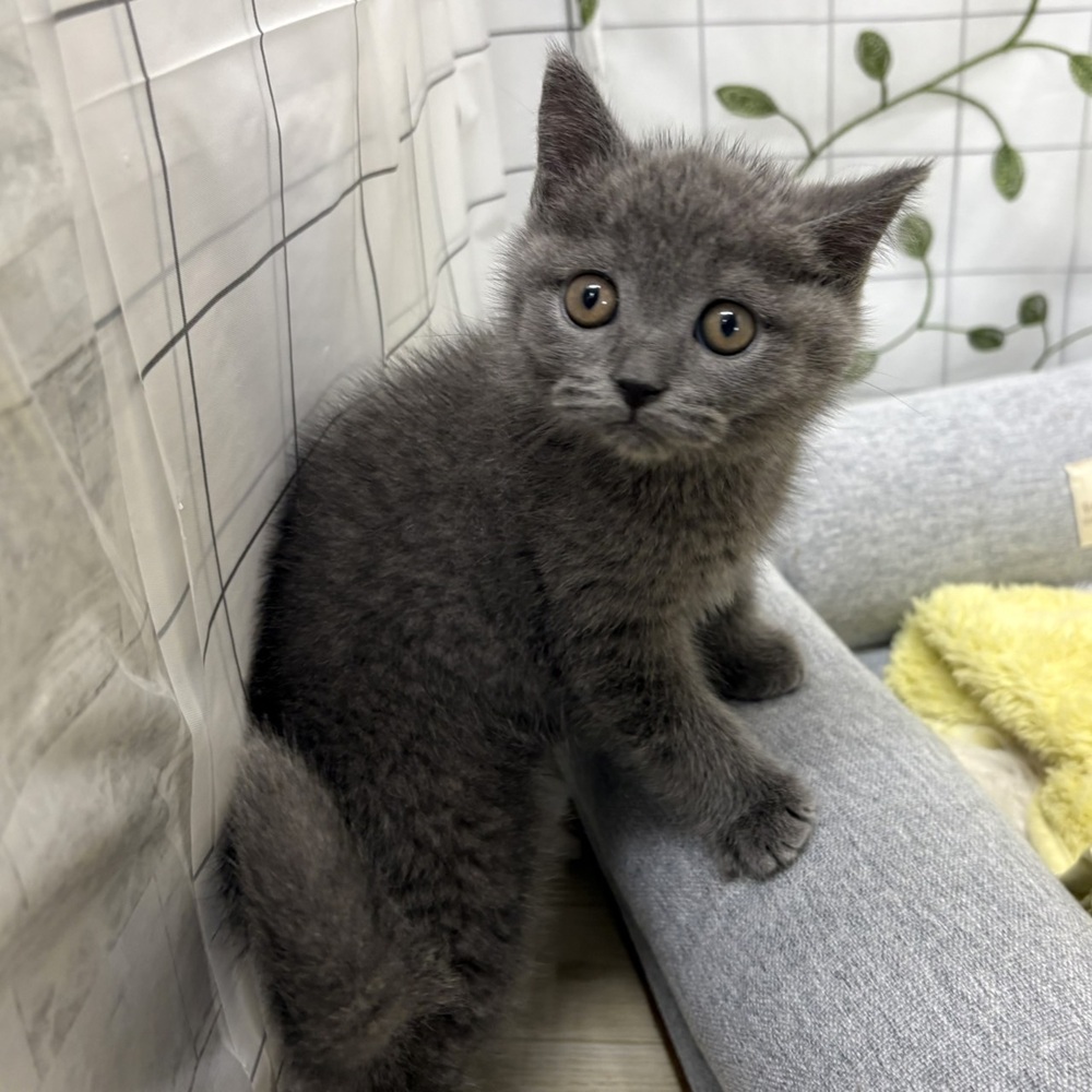 長野県のブリティッシュショートヘアー (犬の家＆猫の里塩尻店/2026年3月9日生まれ/男の子/ブルー)の子猫の3枚目の画像