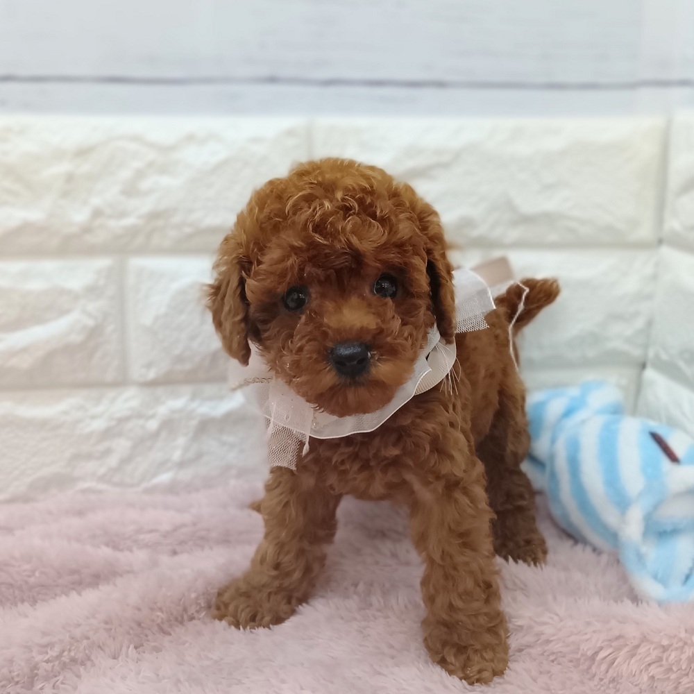 静岡県のトイプードル(トイ) (犬の家＆猫の里アミーゴ浜松和田店/2026年3月9日生まれ/女の子/レッド)の子犬の3枚目の画像
