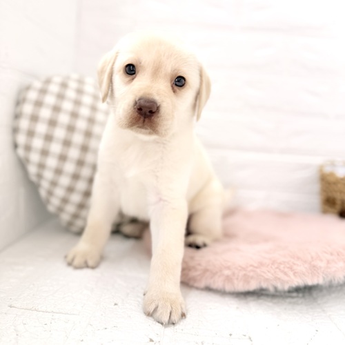 愛知県のラブラドールレトリーバー (犬の家＆猫の里豊川インター店/2026年3月9日生まれ/女の子/イエロー)の子犬の3枚目の画像