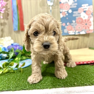 神奈川県のコッカプー(アメリカンコッカースパニエル×プードル) (犬の家＆猫の里小田原店/2026年3月10日生まれ/女の子/レッド)の子犬の3枚目の画像