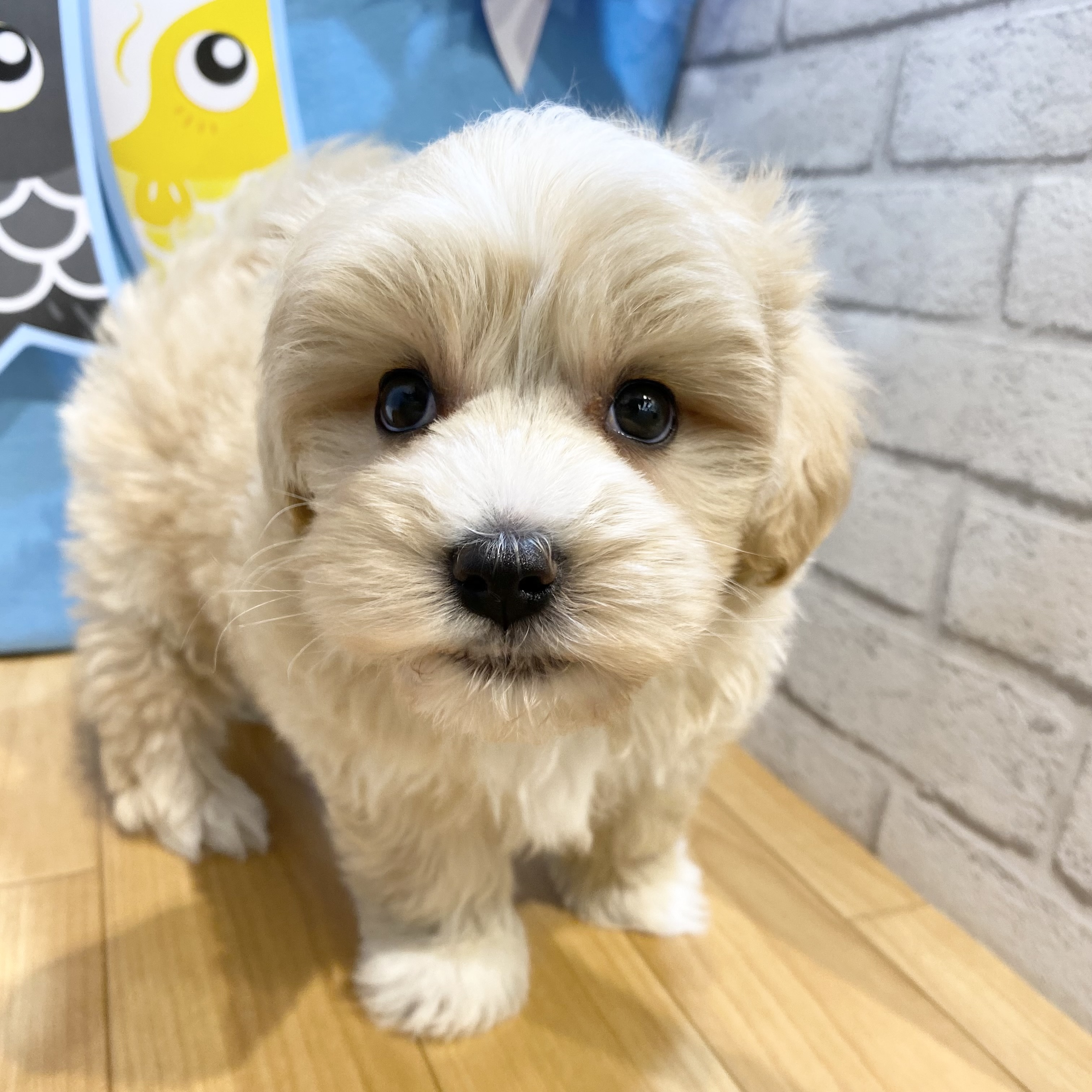 長野県のマルプー(マルチーズ×プードル) (犬の家＆猫の里カインズ梓川店/2026年3月8日生まれ/男の子/アプリコット)の子犬の3枚目の画像