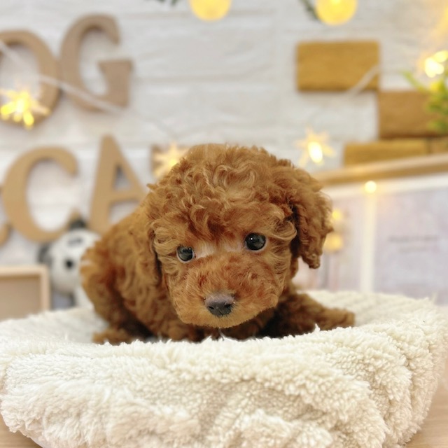 千葉県のトイプードル(トイ) (犬の家＆猫の里ワンズモール稲毛店/2026年3月10日生まれ/男の子/レッド)の子犬の3枚目の画像