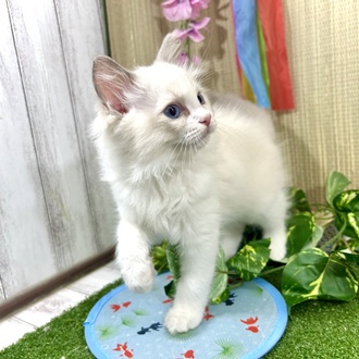 神奈川県のラグドール (犬の家＆猫の里小田原店/2026年3月5日生まれ/男の子/ブルーポイントバイカラー)の子猫の3枚目の画像