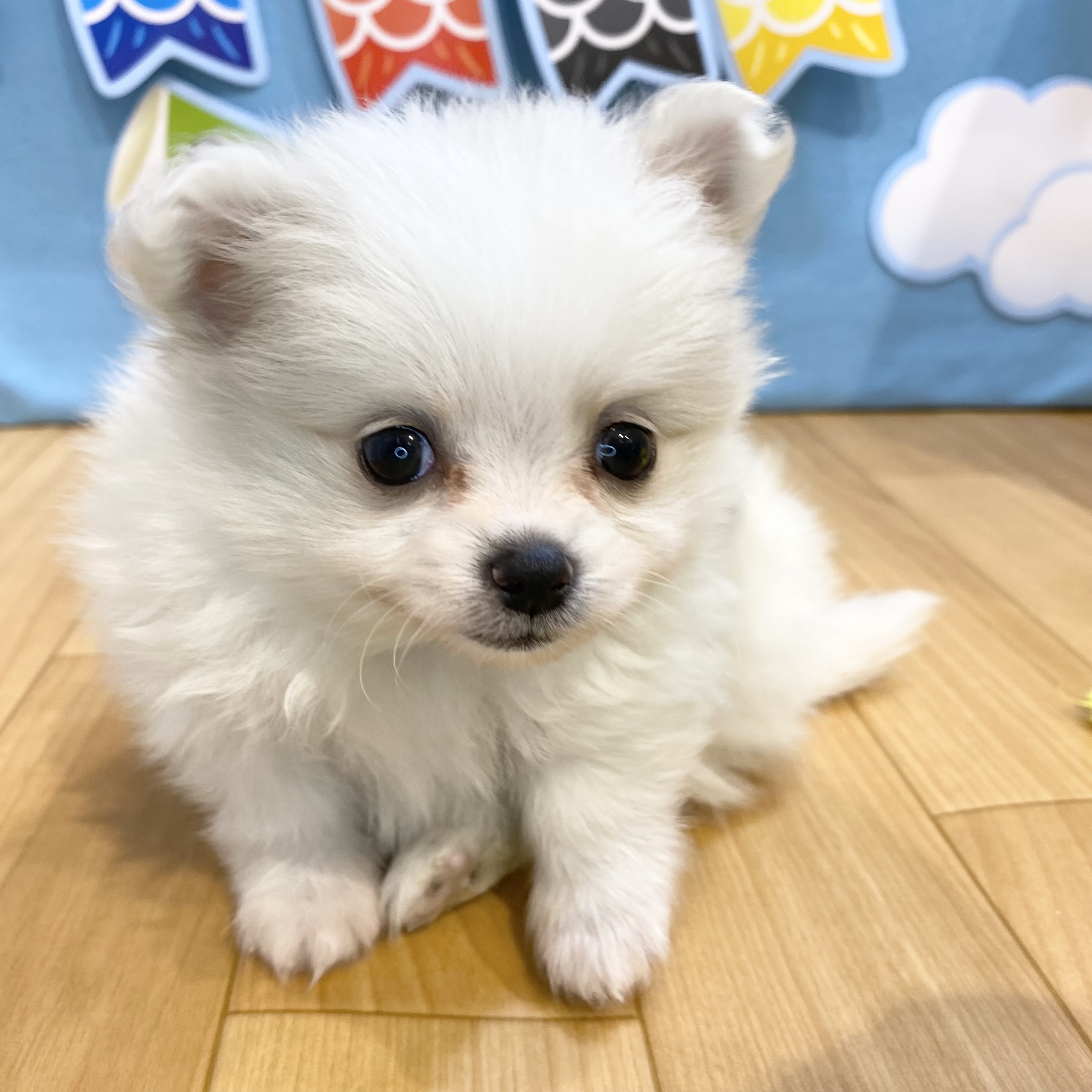 長野県のポメチワ/チワポメ/ポメチー(ポメラニアン×チワワ) (犬の家＆猫の里カインズ梓川店/2026年3月5日生まれ/男の子/クリーム)の子犬の3枚目の画像