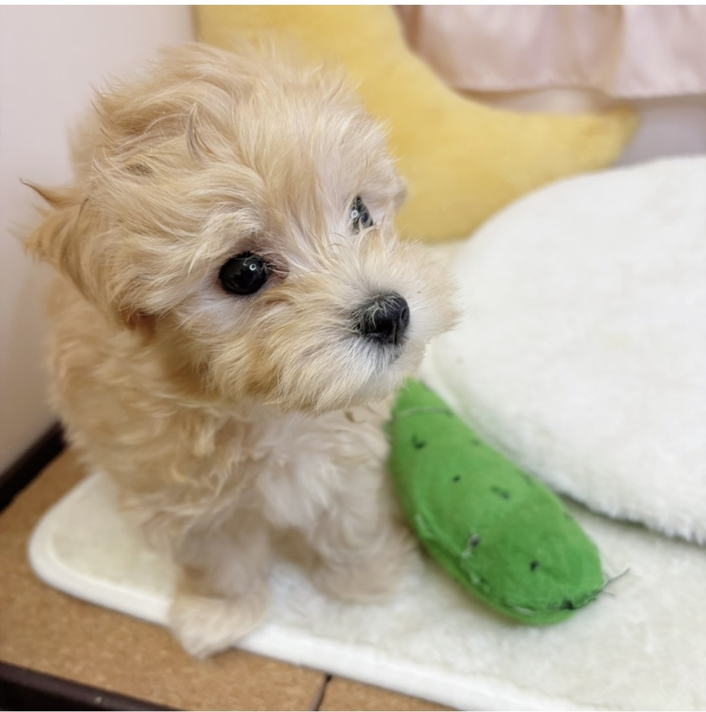 静岡県のマルプー(マルチーズ×プードル) (犬の家＆猫の里マークイズ静岡店/2026年3月7日生まれ/男の子/アプリコット)の子犬の3枚目の画像
