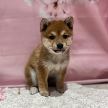 福岡県の豆柴 (犬の家＆猫の里トリアス久山店/2026年3月2日生まれ/女の子/赤)の子犬の3枚目の画像