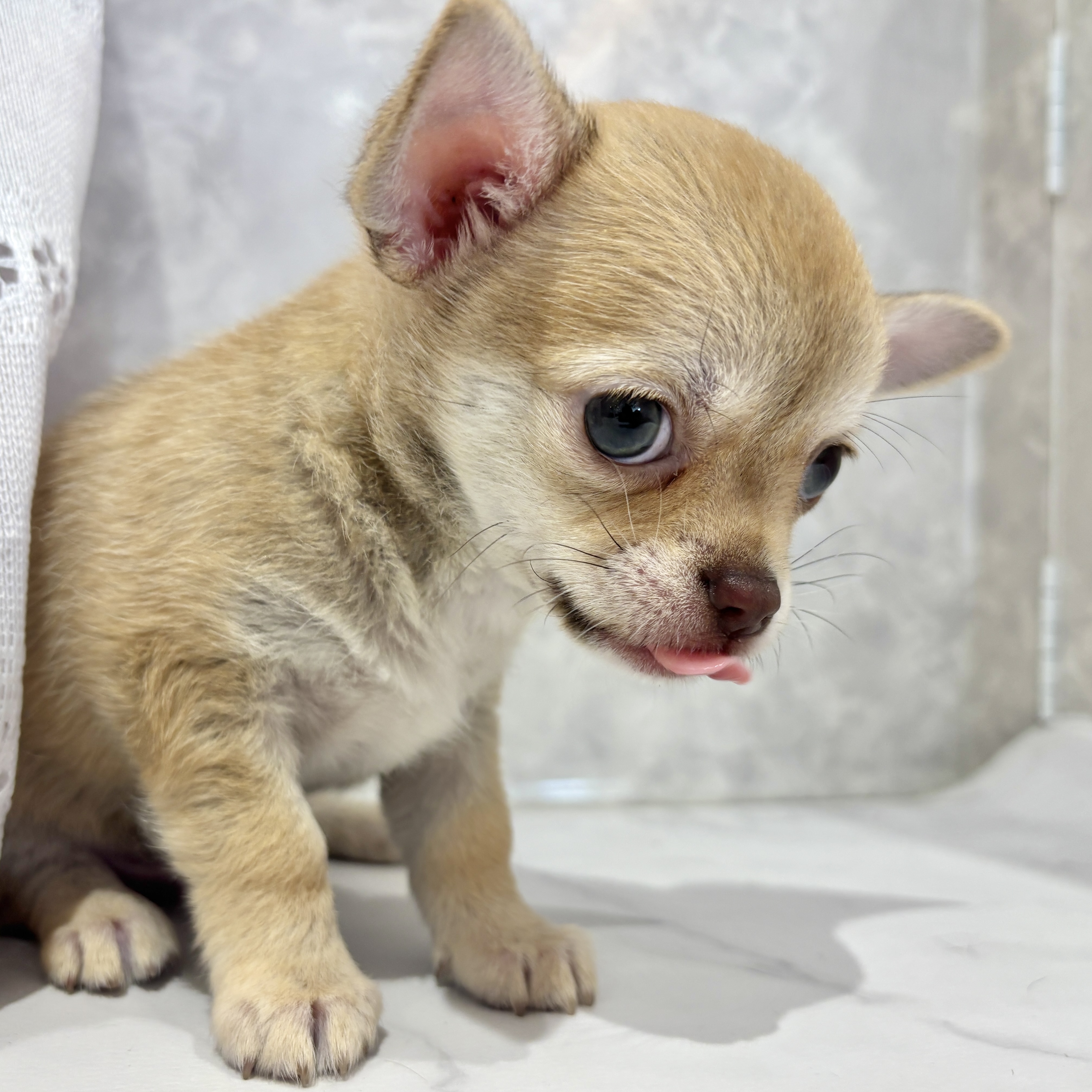 福岡県のチワワ(スムース) (犬の家＆猫の里くりえいと宗像店/2026年2月23日生まれ/男の子/チョコレートフォーンホワイト)の子犬の3枚目の画像