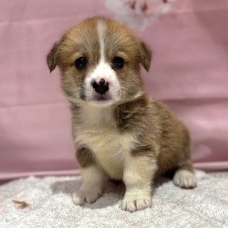 福岡県のウェルシュコーギーペンブローク (犬の家＆猫の里トリアス久山店/2026年3月7日生まれ/男の子/レッドホワイト)の子犬の3枚目の画像