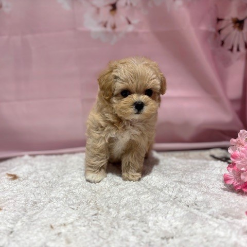 福岡県のマルプー(マルチーズ×プードル) (犬の家＆猫の里トリアス久山店/2026年3月8日生まれ/女の子/クリーム)の子犬の3枚目の画像