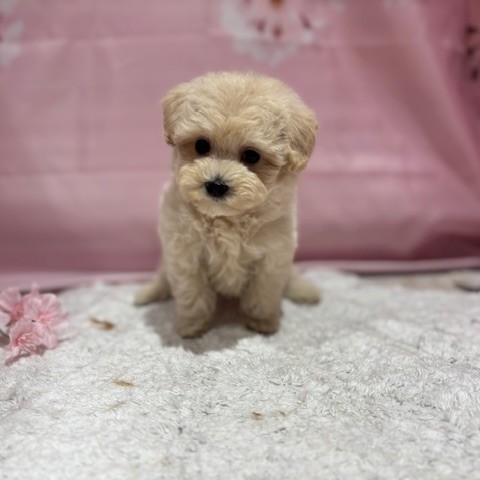 福岡県のマルプー(マルチーズ×プードル) (犬の家＆猫の里トリアス久山店/2026年3月9日生まれ/男の子/クリーム)の子犬の3枚目の画像