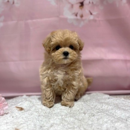 福岡県のマルプー(マルチーズ×プードル) (犬の家＆猫の里トリアス久山店/2026年3月7日生まれ/女の子/アプリコット)の子犬の3枚目の画像