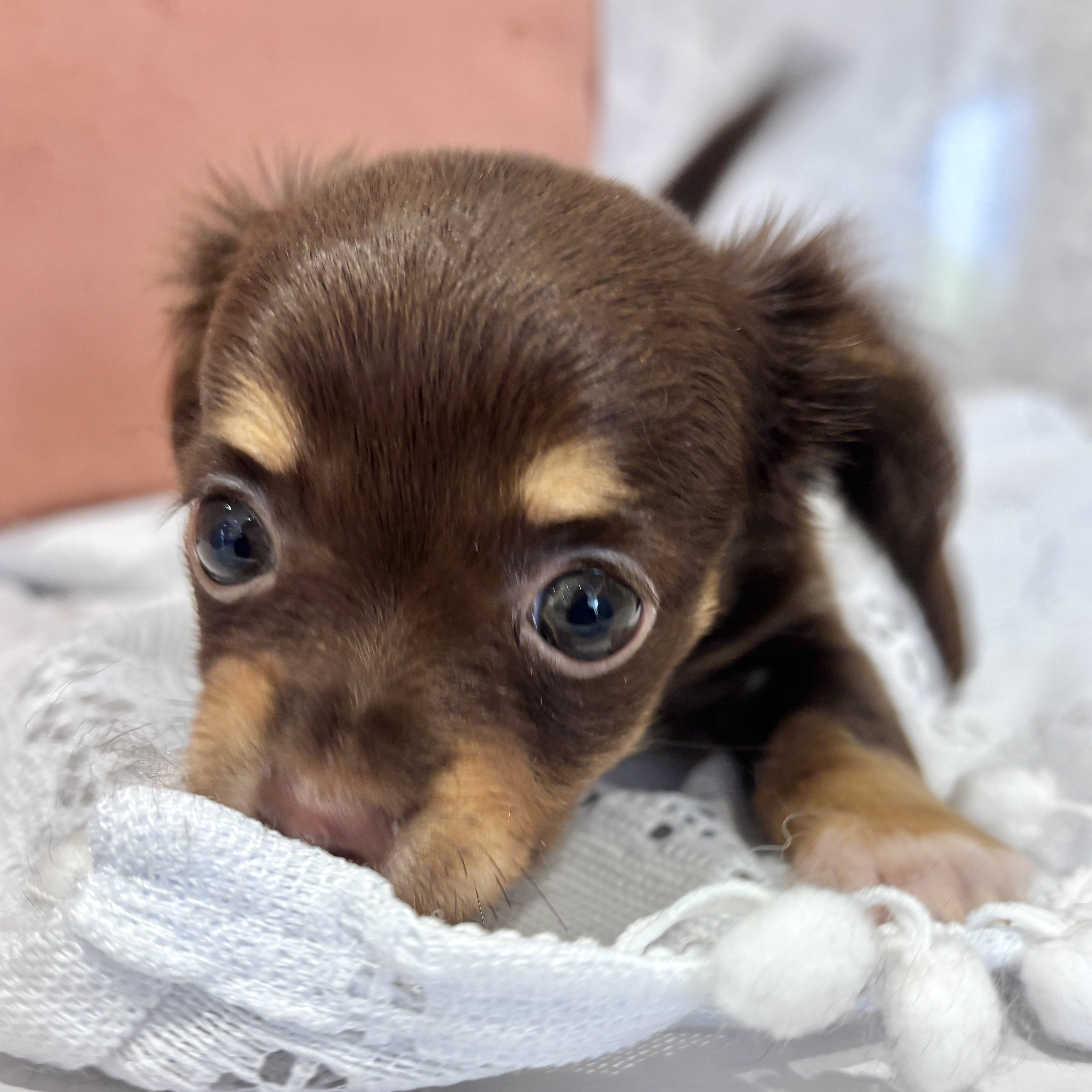 福岡県のチワックス(チワワ×ダックス) (犬の家＆猫の里くりえいと宗像店/2026年3月8日生まれ/女の子/チョコレートタン)の子犬の1枚目の画像