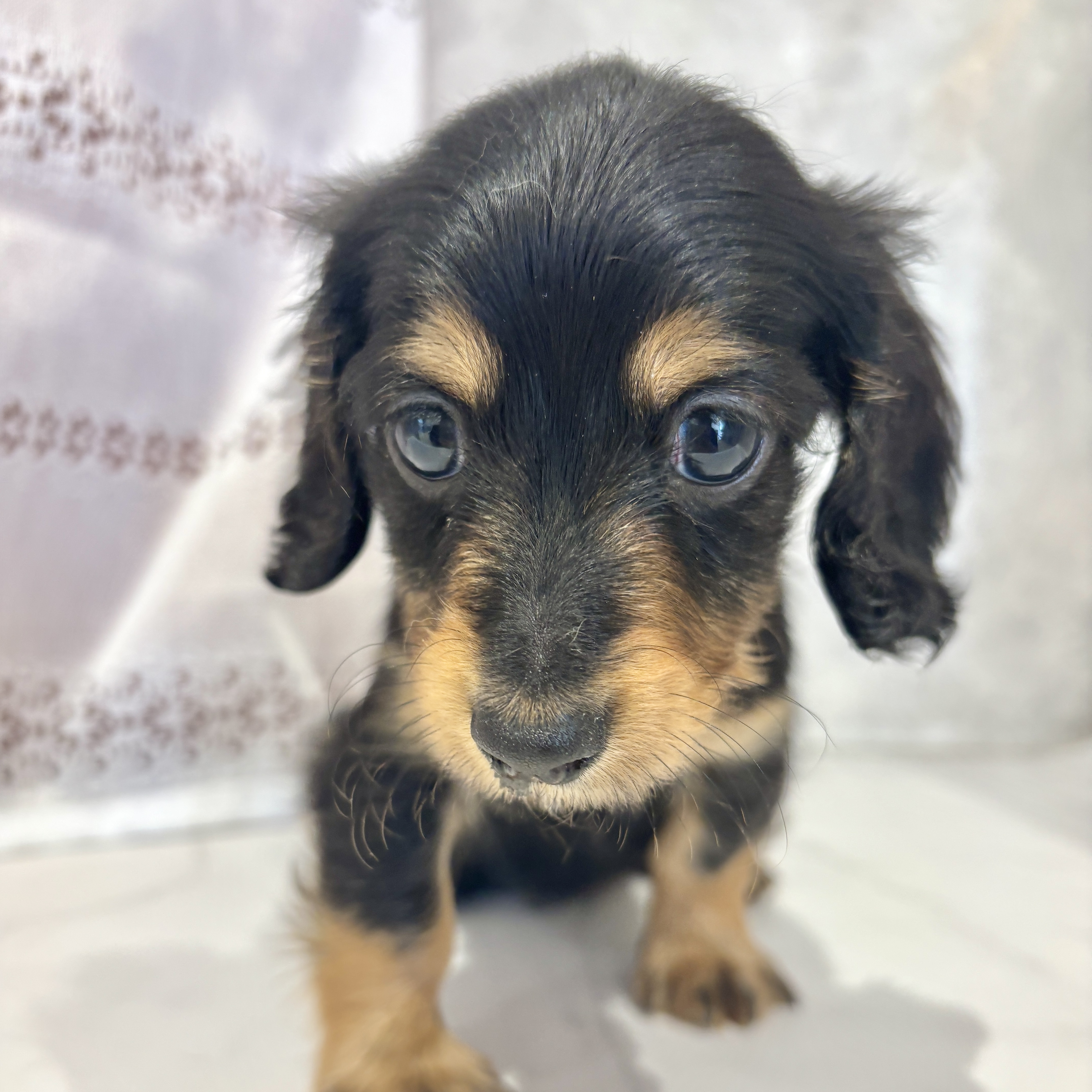 福岡県のカニンヘンダックスフンド(ロング) (犬の家＆猫の里くりえいと宗像店/2026年3月9日生まれ/男の子/ブラックタン)の子犬の3枚目の画像
