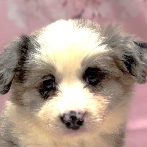福岡県のボーダーコリー (犬の家＆猫の里トリアス久山店/2026年3月7日生まれ/女の子/ブルーマール)の子犬の1枚目の画像