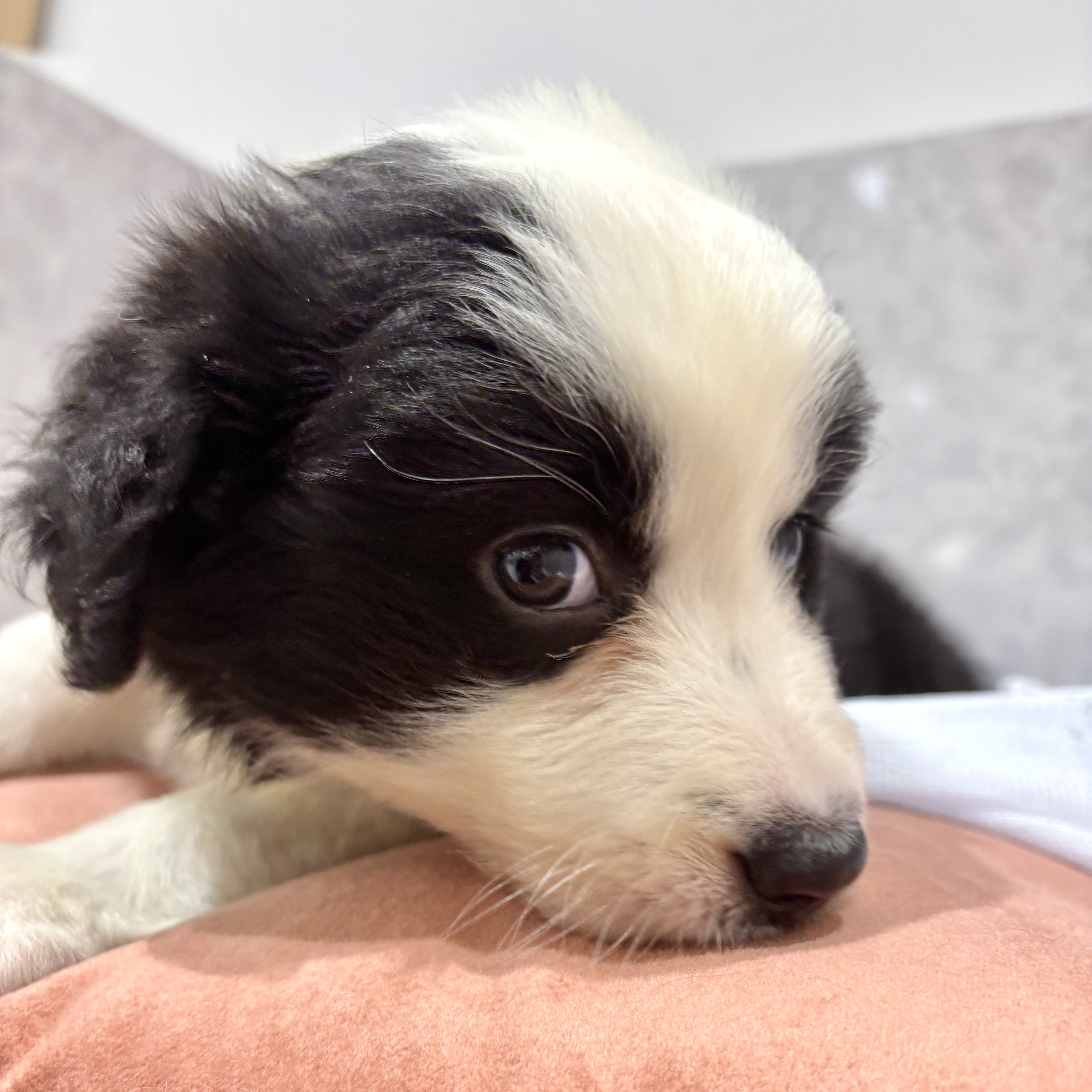 福岡県のボーダーコリー (犬の家＆猫の里くりえいと宗像店/2026年3月7日生まれ/男の子/ブラックホワイト)の子犬の3枚目の画像