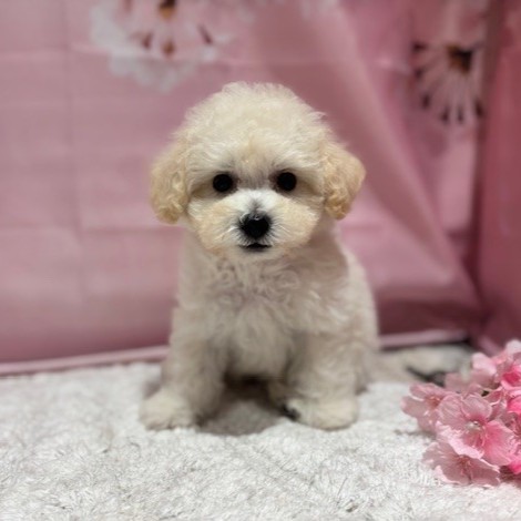 福岡県のビションプー(ビションフリーゼ×プードル) (犬の家＆猫の里トリアス久山店/2026年3月8日生まれ/男の子/ホワイト)の子犬の3枚目の画像