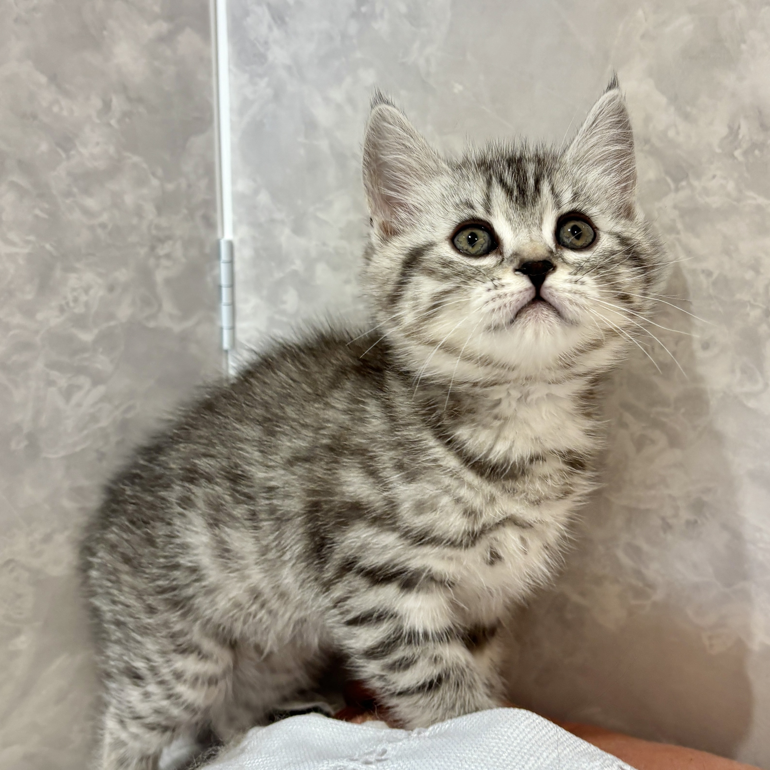 福岡県のスコティッシュフォールド (犬の家＆猫の里くりえいと宗像店/2026年3月8日生まれ/女の子/シルバータビー)の子猫の3枚目の画像