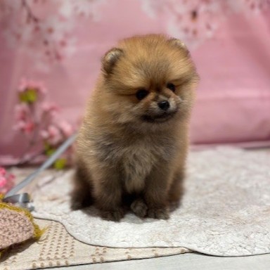 福岡県のポメラニアン (犬の家＆猫の里トリアス久山店/2026年3月9日生まれ/男の子/オレンジセーブル)の子犬の3枚目の画像