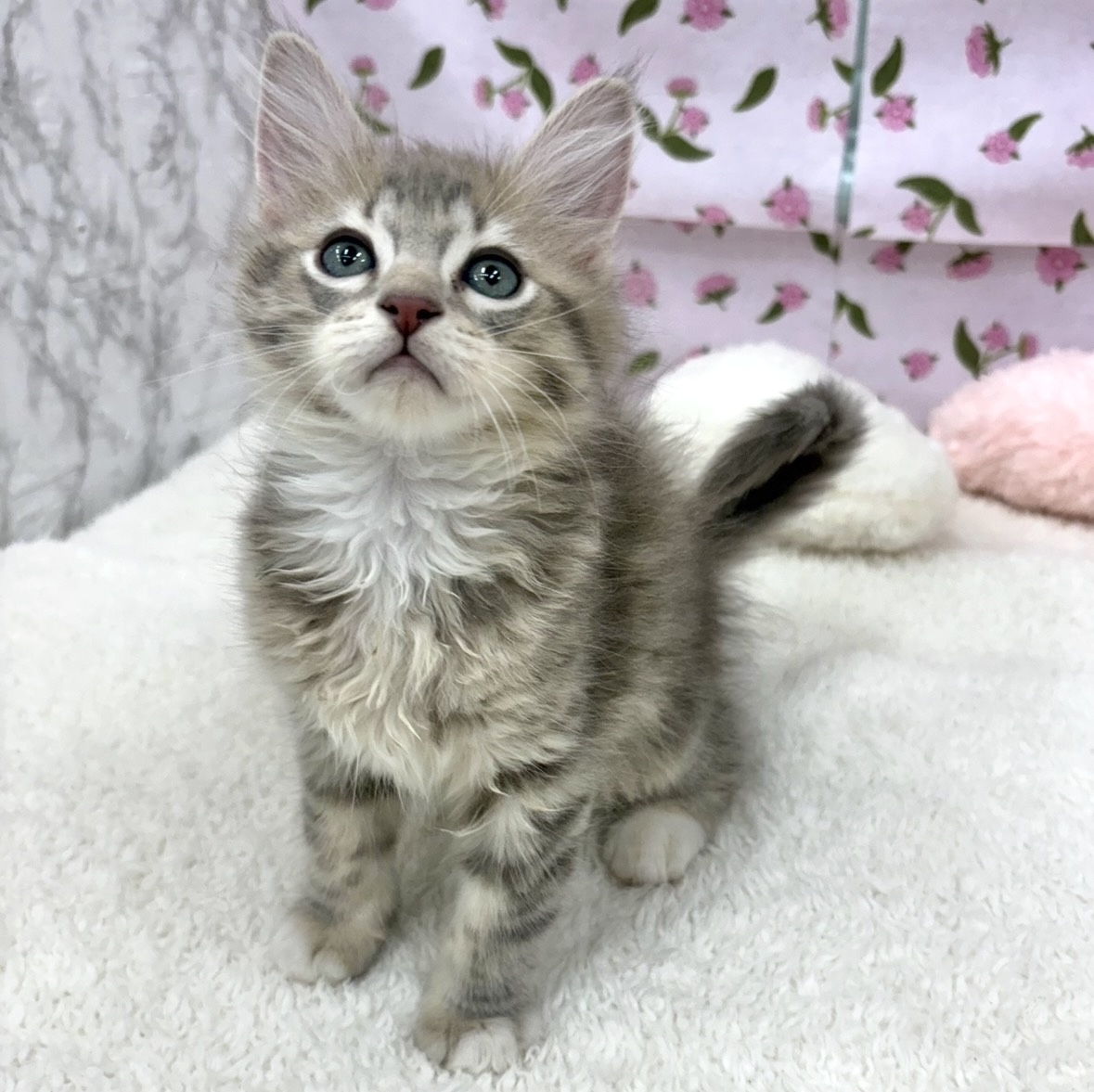 愛知県のマンチカン (犬の家＆猫の里エアポートウォーク店/2026年3月6日生まれ/男の子/ライラックタビーホワイト)の子猫の3枚目の画像