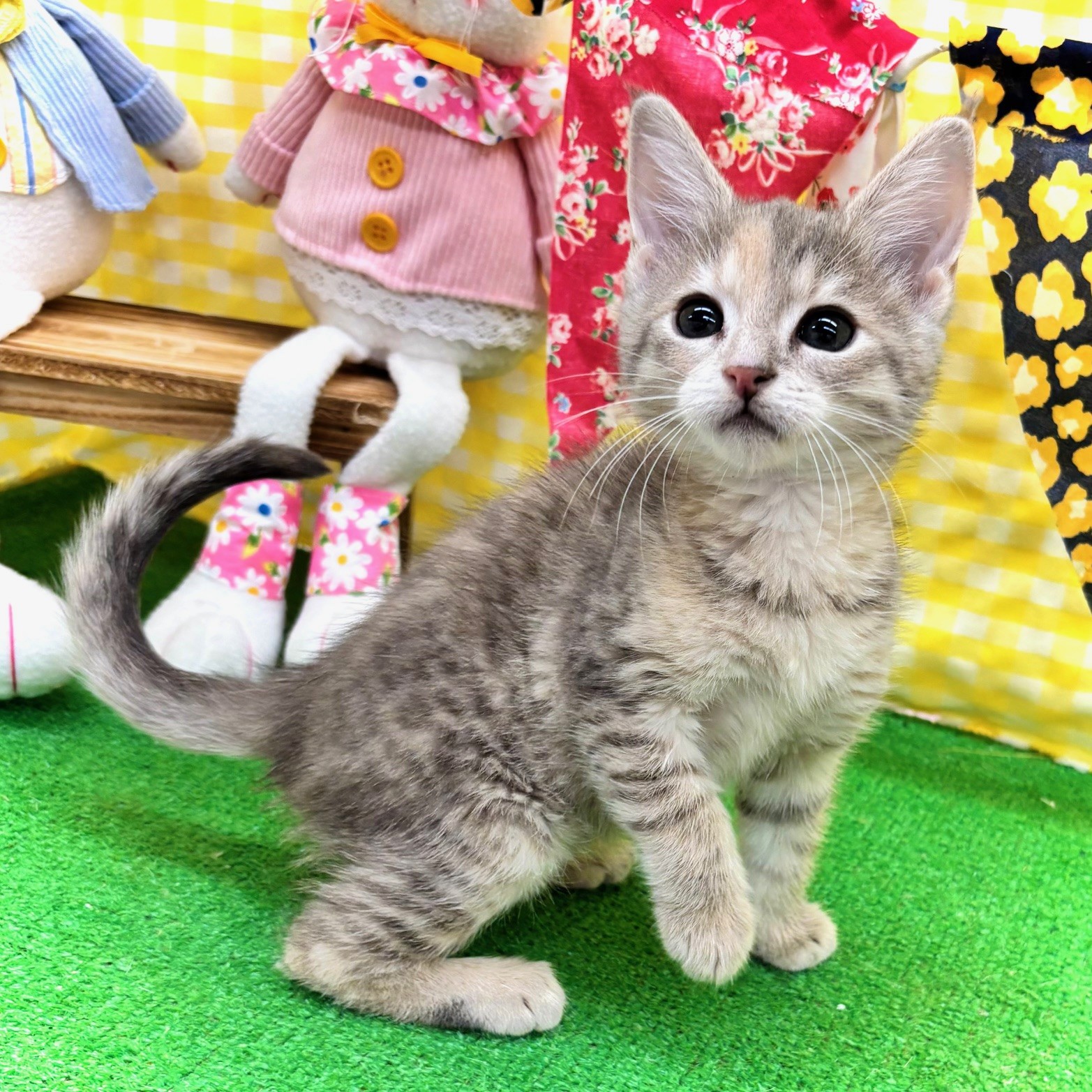 愛知県のマンチカン (犬の家＆猫の里名古屋天白店/2026年3月6日生まれ/女の子/ライラックパッチドタビー)の子猫の3枚目の画像