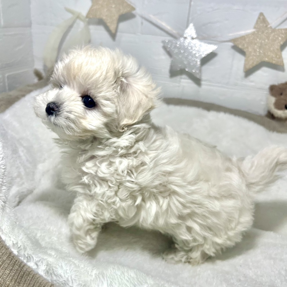 兵庫県のマルプー(マルチーズ×プードル) (犬の家＆猫の里ニッケパークタウン加古川店/2026年3月10日生まれ/男の子/クリームホワイト)の子犬の3枚目の画像