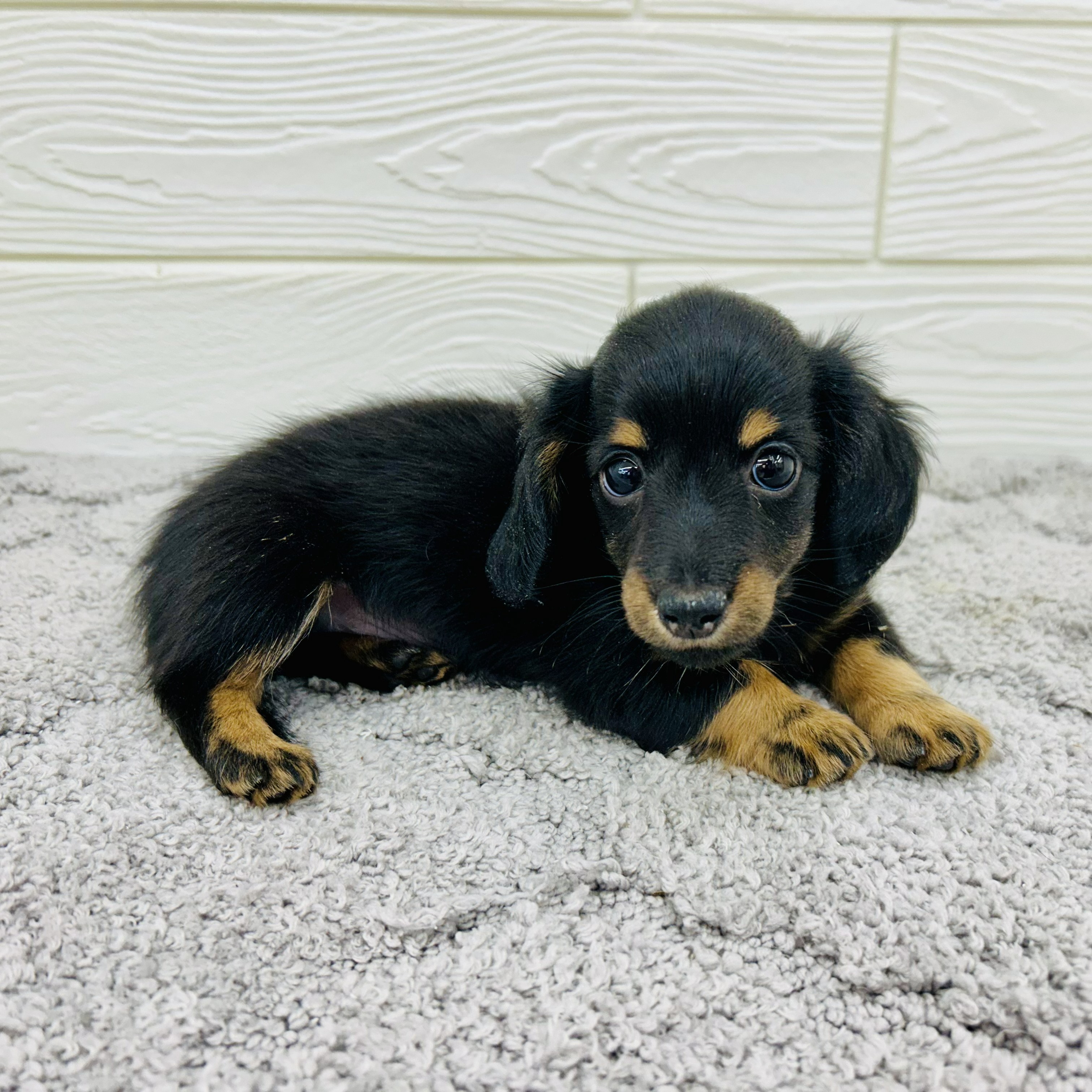 愛知県のカニンヘンダックスフンド(ロング) (犬の家＆猫の里七宝店/2026年3月10日生まれ/男の子/ブラックタン)の子犬の3枚目の画像