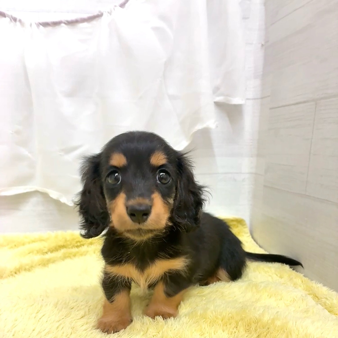 愛知県のカニンヘンダックスフンド(ロング) (犬の家＆猫の里碧南店/2026年3月10日生まれ/女の子/ブラックタン)の子犬の3枚目の画像