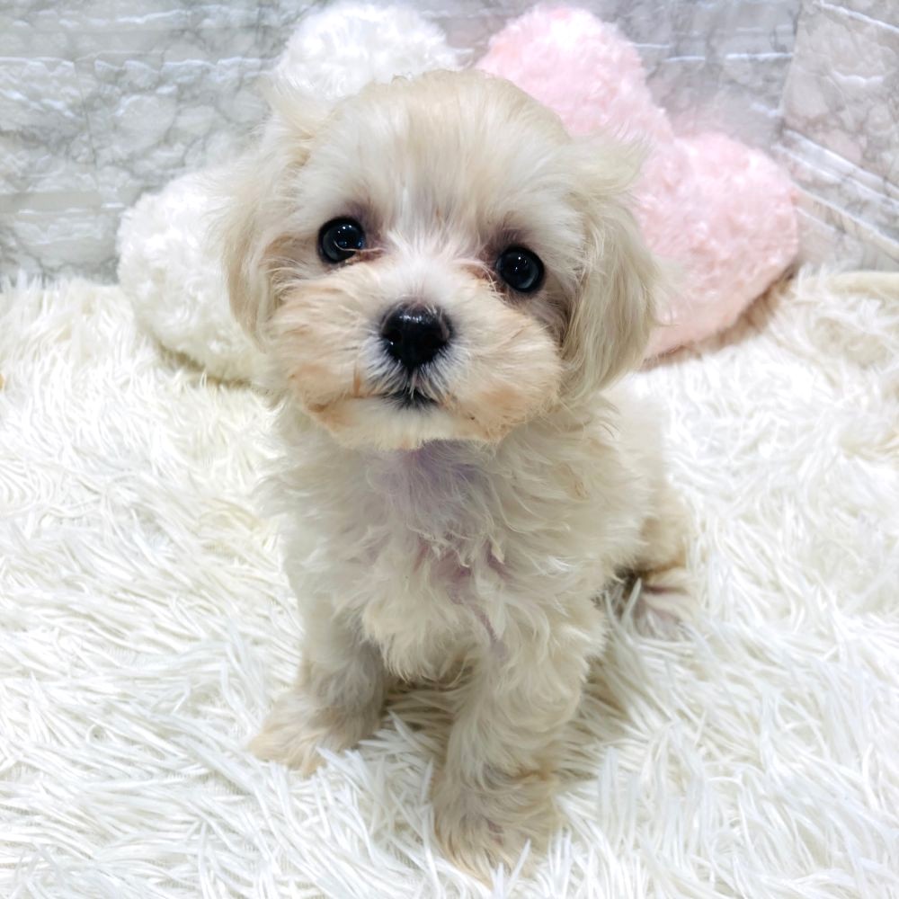 愛知県のマルプー(マルチーズ×プードル) (犬の家＆猫の里MiO香久山店/2026年3月11日生まれ/女の子/クリーム)の子犬の3枚目の画像
