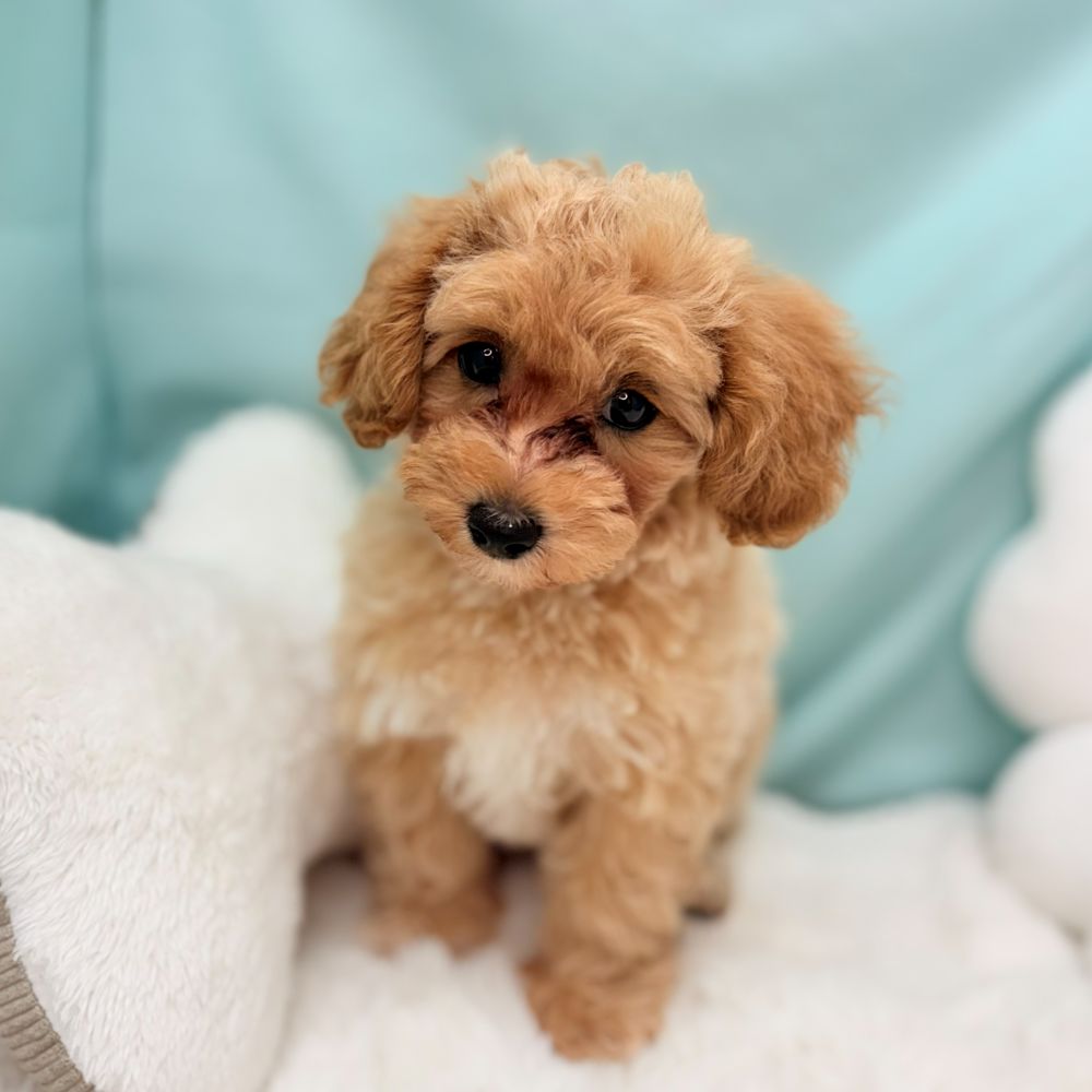 愛知県のマルプー(マルチーズ×プードル) (犬の家＆猫の里愛知刈谷店/2026年3月10日生まれ/女の子/アプリコット)の子犬の3枚目の画像