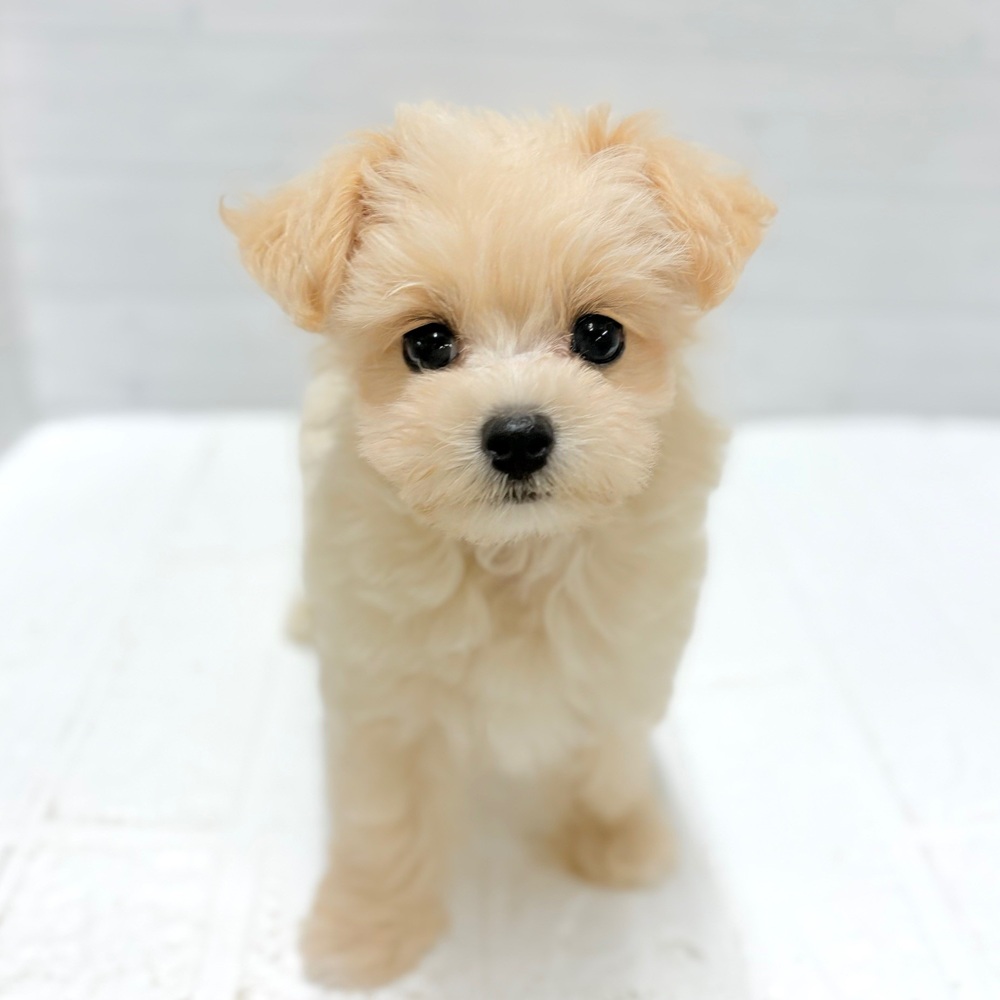 愛知県のマルプー(マルチーズ×プードル) (犬の家＆猫の里豊田店/2026年3月11日生まれ/男の子/クリームホワイト)の子犬の1枚目の画像