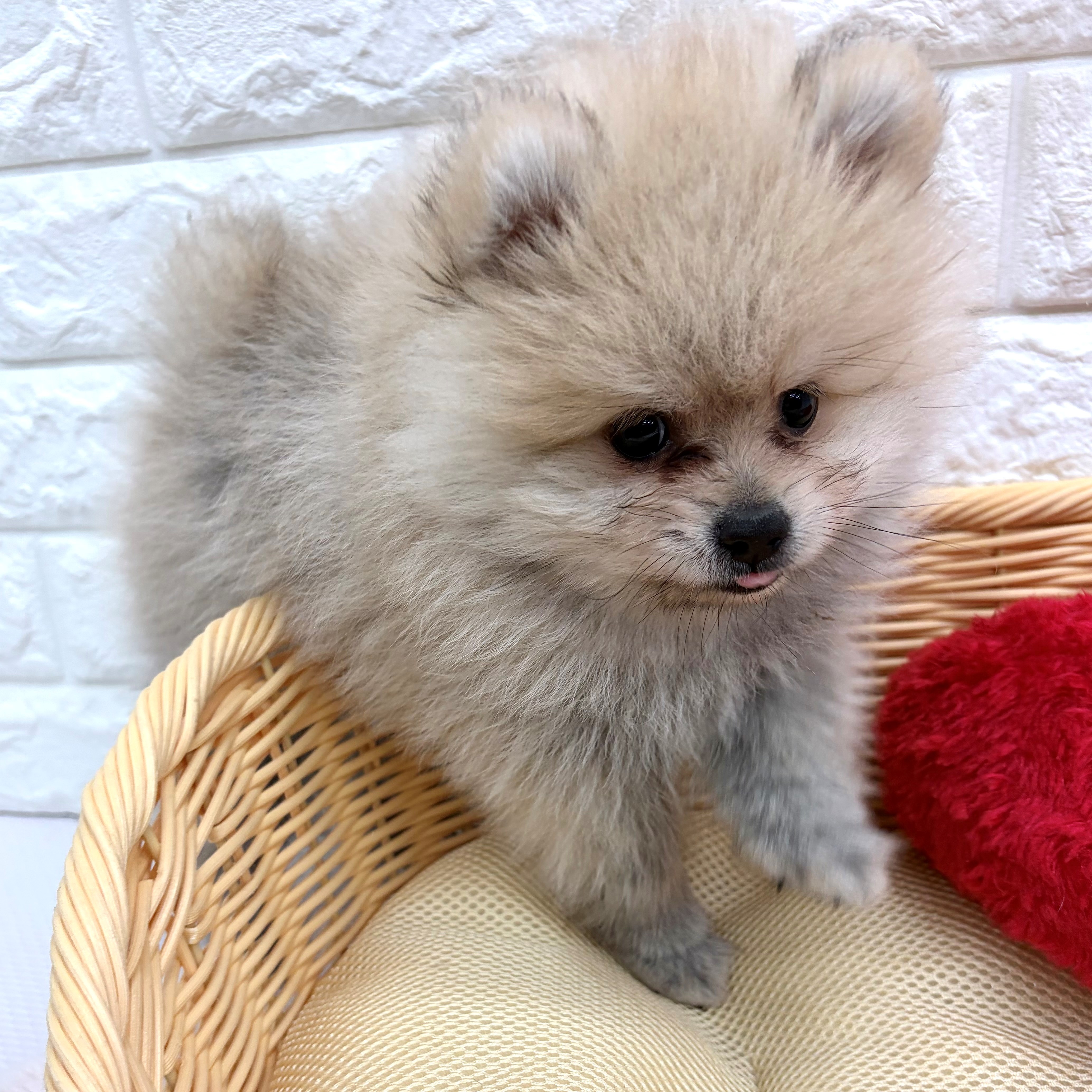 愛知県のポメラニアン (犬の家＆猫の里MEGAドン・キホーテ東海名和店/2026年3月11日生まれ/男の子/クリームセーブル)の子犬の3枚目の画像