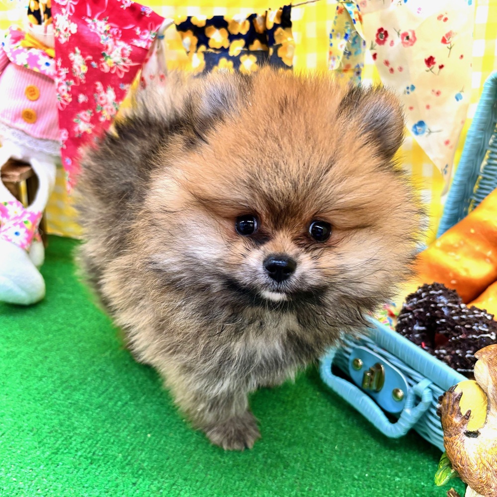 愛知県のポメラニアン (犬の家＆猫の里名古屋天白店/2026年3月11日生まれ/男の子/オレンジセーブル)の子犬の3枚目の画像