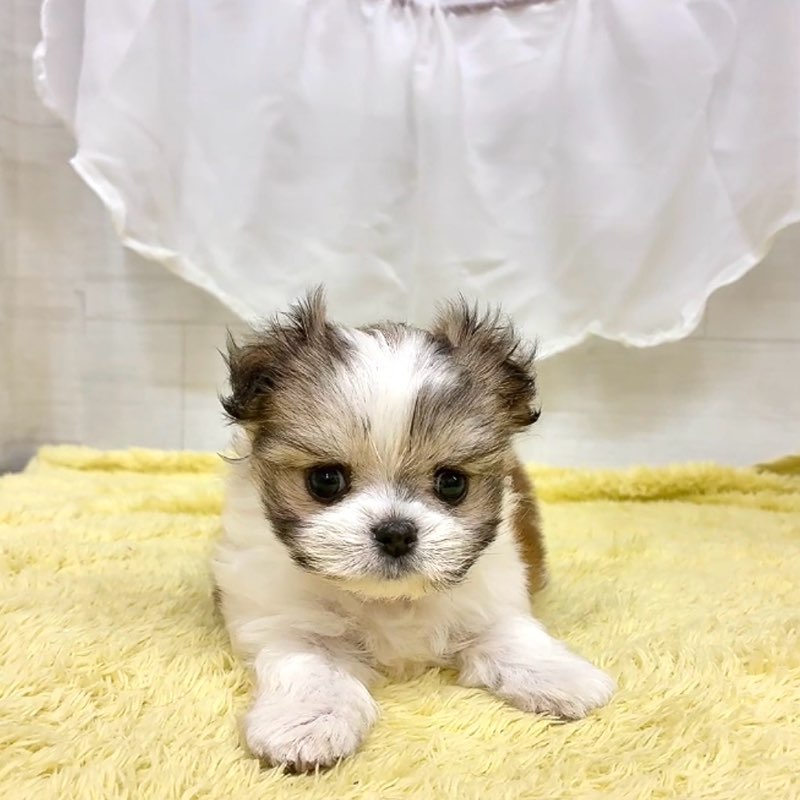 愛知県のチワマル/マルチワ(チワワ×マルチーズ) (犬の家＆猫の里碧南店/2026年3月8日生まれ/男の子/レッドホワイト)の子犬の3枚目の画像