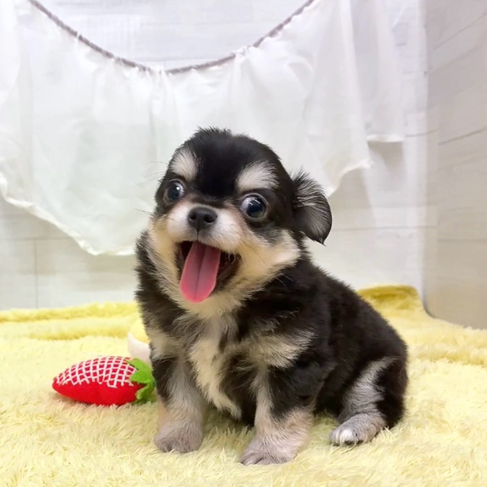 愛知県のチワワ(ロング) (犬の家＆猫の里碧南店/2026年3月9日生まれ/男の子/ブラックタン)の子犬の3枚目の画像