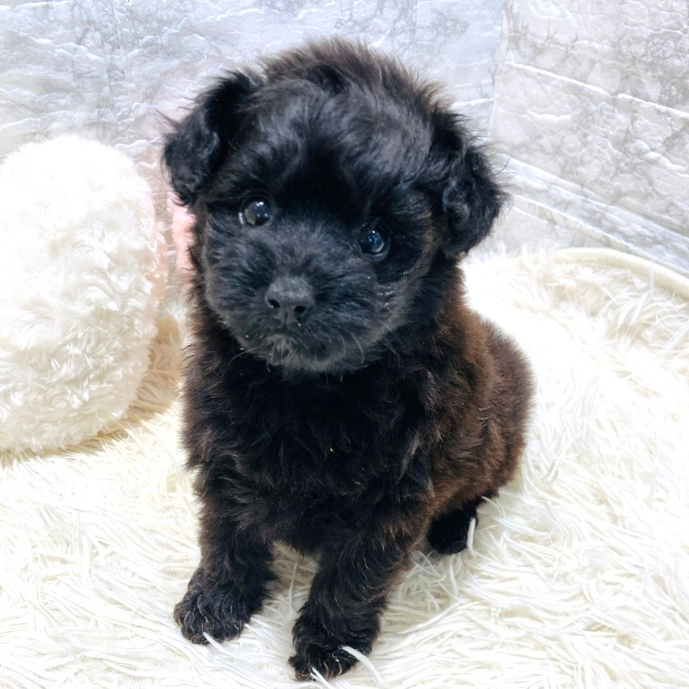 愛知県のポメプー(ポメラニアン×プードル) (犬の家＆猫の里MiO香久山店/2026年3月10日生まれ/女の子/ブラック)の子犬の3枚目の画像