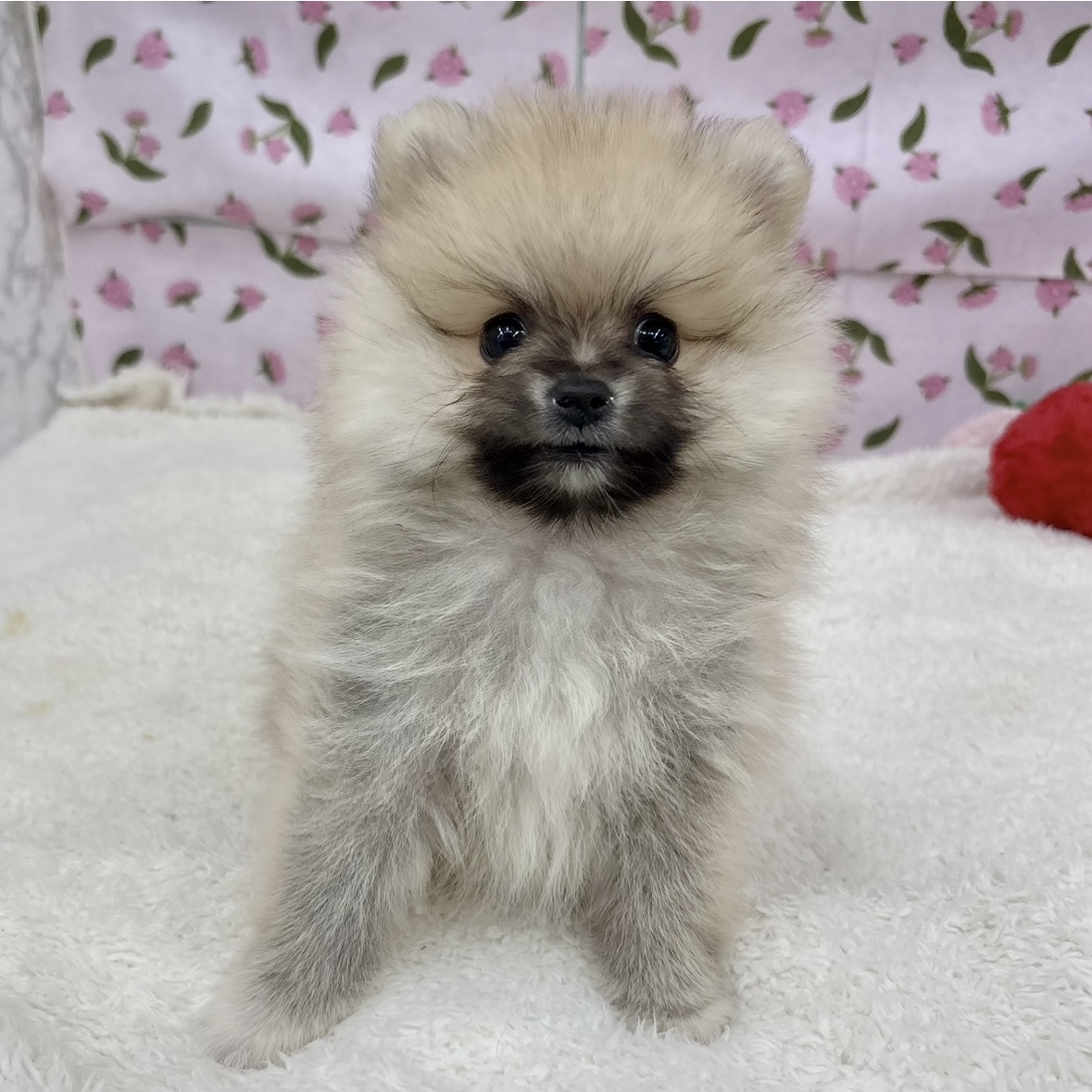 愛知県のポメラニアン (犬の家＆猫の里エアポートウォーク店/2026年3月9日生まれ/女の子/オレンジセーブル)の子犬の1枚目の画像