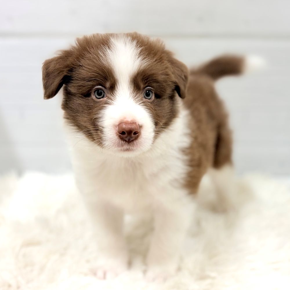 愛知県のボーダーコリー (犬の家＆猫の里豊田店/2026年3月6日生まれ/男の子/チョコレートホワイト)の子犬の1枚目の画像