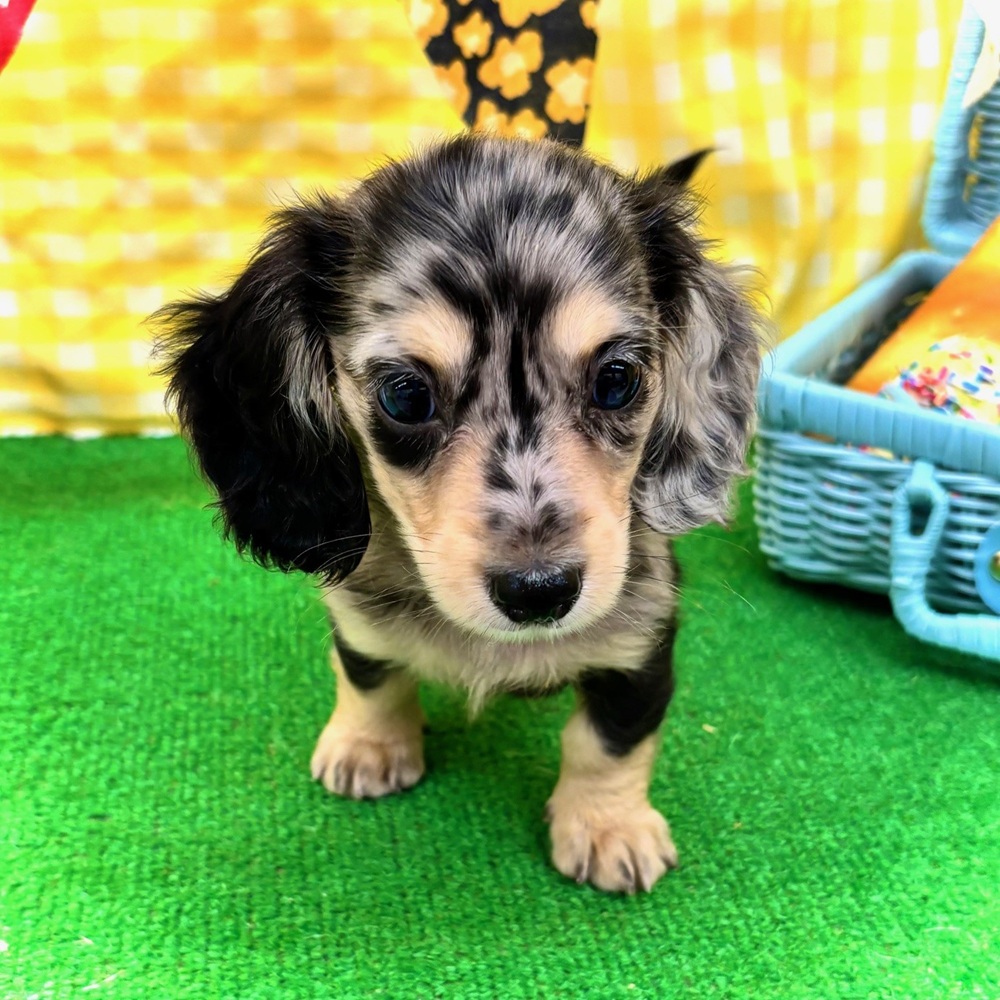 愛知県のミニチュアダックスフンド(ロング) (犬の家＆猫の里名古屋天白店/2026年3月11日生まれ/男の子/シルバーダップル)の子犬の3枚目の画像