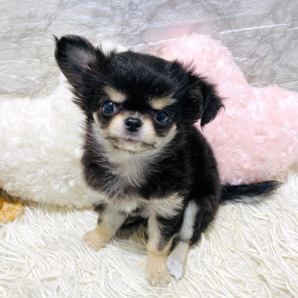 愛知県のチワワ(ロング) (犬の家＆猫の里MiO香久山店/2026年3月5日生まれ/女の子/ブラッククリーム)の子犬の3枚目の画像