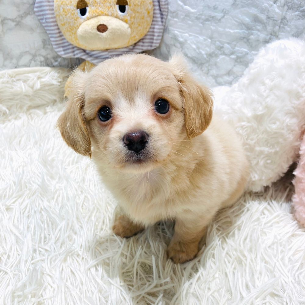 愛知県のマルックス(マルチーズ×ダックス) (犬の家＆猫の里MiO香久山店/2026年3月10日生まれ/男の子/クリーム)の子犬の3枚目の画像